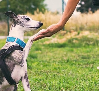 dog shaking hands with trainer