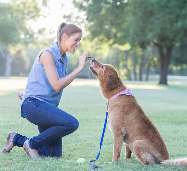 Dog trainer teaching dog