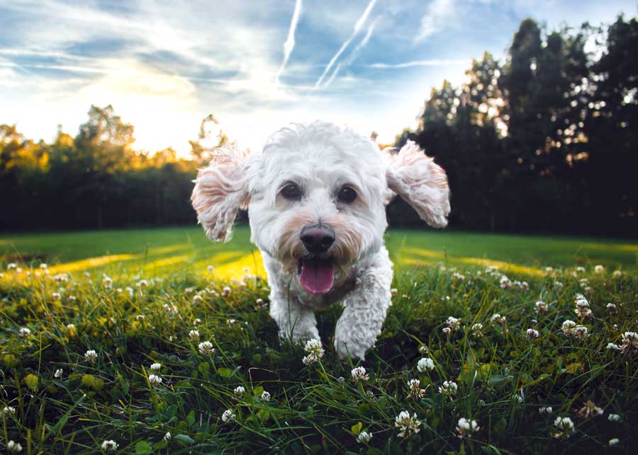 dog running through a field