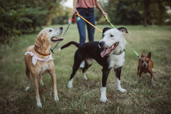 dog walker walking dogs in the park