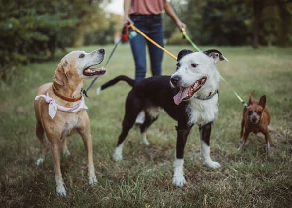 A group of dogs at the park