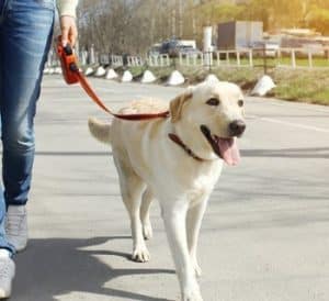 dog walker walking dog