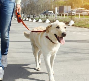 dog walker walking dog