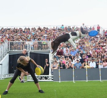 Woman throwing frisbees for dog