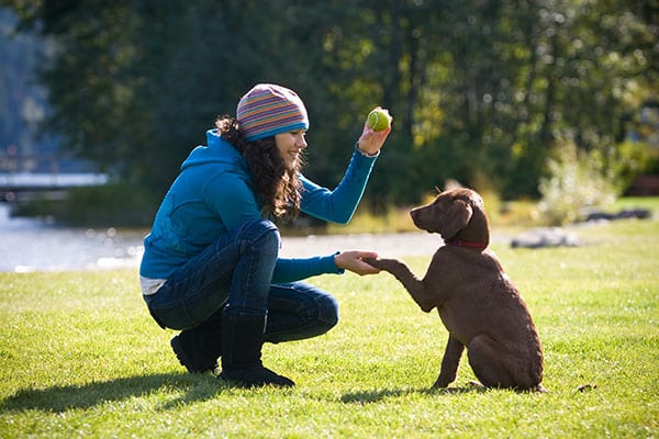Woman teaching dog to shake while holding a tennis ball