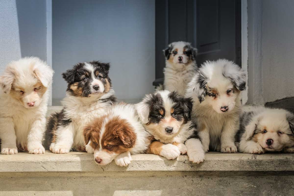 australian shepherd puppies