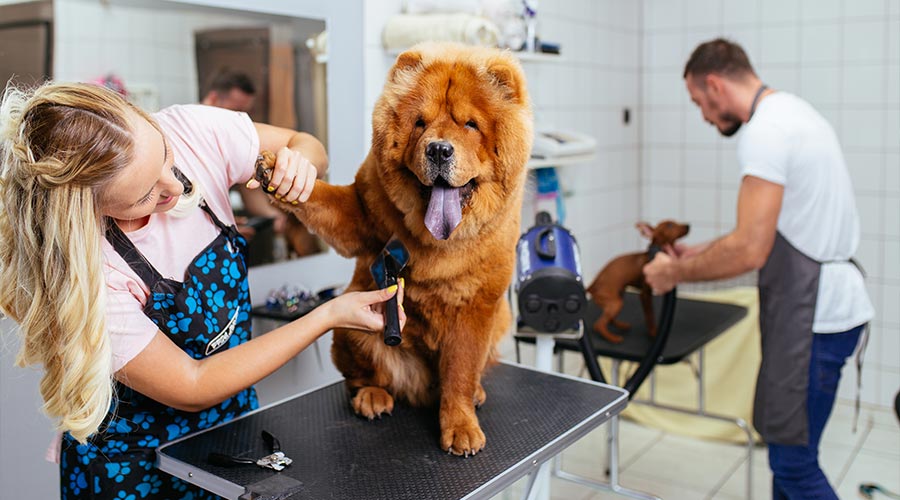 Dogs getting groomed