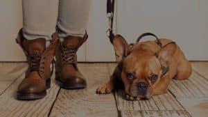 dog laying down on a leash