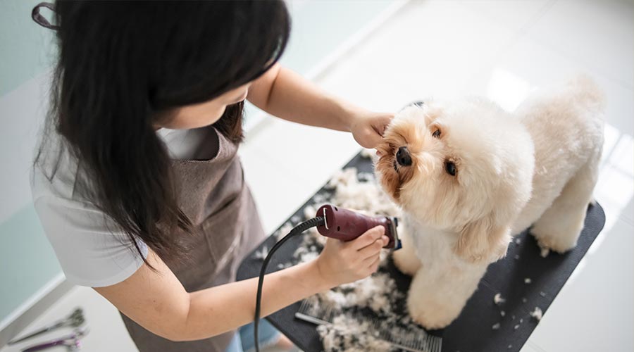 Fluffy dog getting groomed