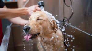 dog sticking its tongue out getting a bath