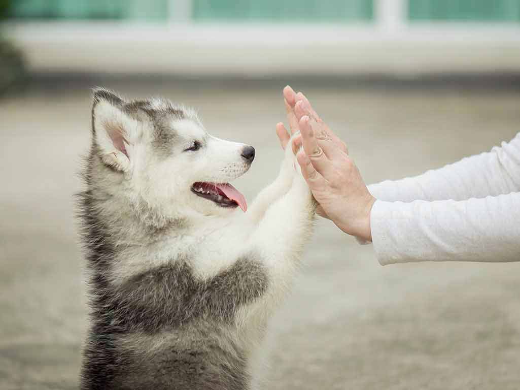 Husky puppy giving high fives