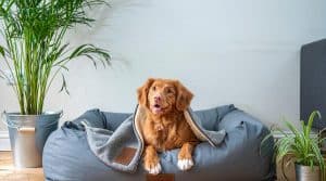 happy dog in dog bed with blanket